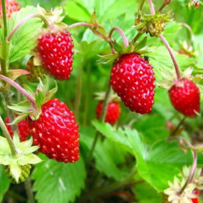 ALPINE STRAWBERRY REGINA