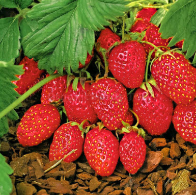 Alpine Strawberry Baron Von Solemacher