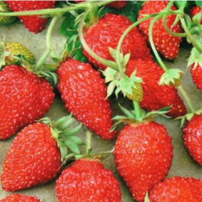 بذور فراولة