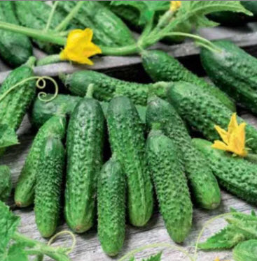 بذور خيار تيتسF1