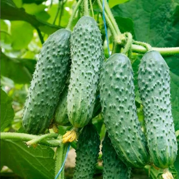 خيار أمور F1