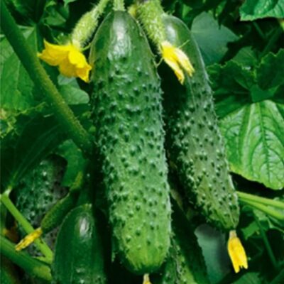 خيار ماشا F1