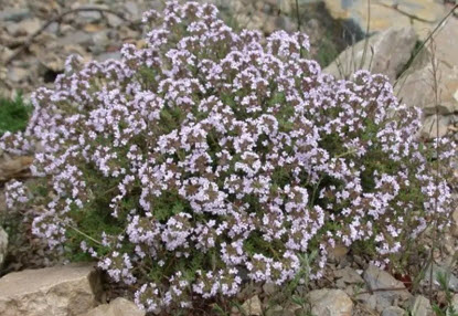 بذور الزعتر