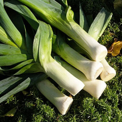 كراث خريفي عملاق