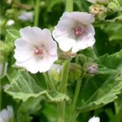 بذور مرشملوو (الخطمي)