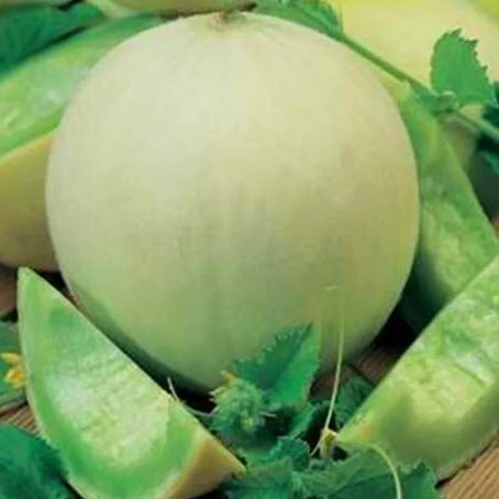 بذور شمام عسل روزا