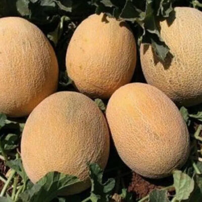 بذور شمام الاناناس