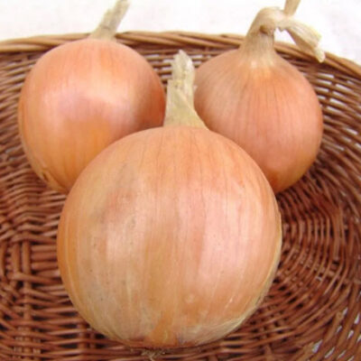 بذور بصل ترايمف F1