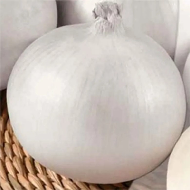 بذور بصل الملكة البيضاء