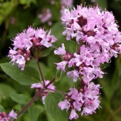 بذور مردقوش اوريجانو