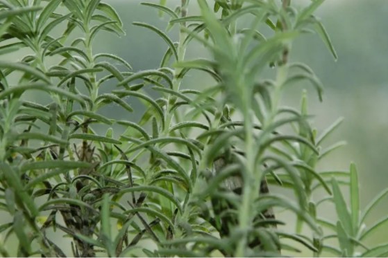 اكليل الجبل