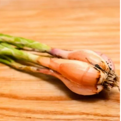 بذور بصل سوروكوزوبكا