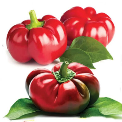 بذور فلفل حلو جمبر