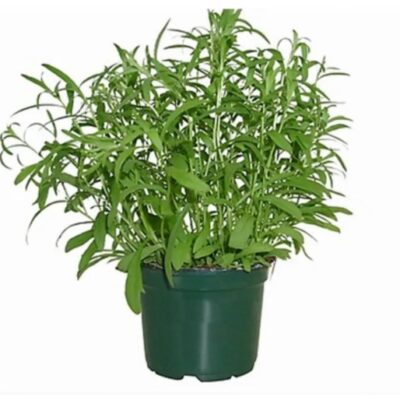 بذور الطرخون