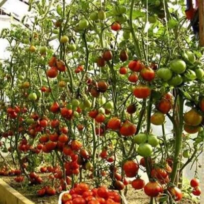 بذور طماطم سبروت F1