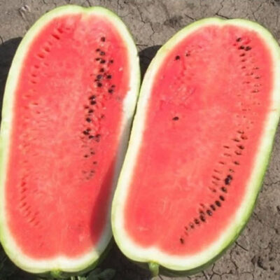 بذور بطيخ كاليفورنيا F1