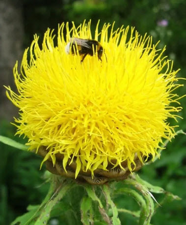 زهور سلة ارمينية