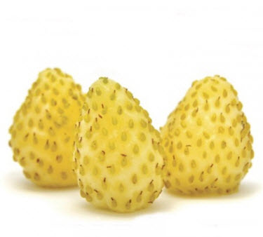 فراولة جبال الالب إتيول جون