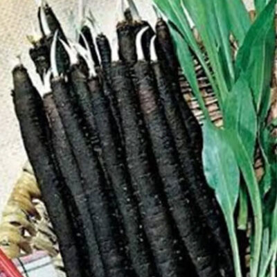 جذور لحية التيس