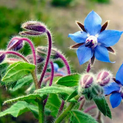 بذور خبز النحل لسان الثور