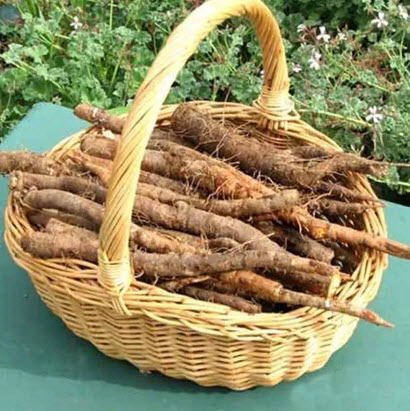 جذور لحية التيس سالسيفي