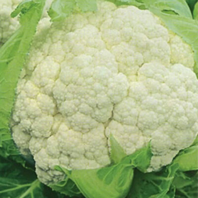 قرنبيط الفصول الاربعة