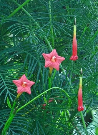 زهور كرمة السرو الوردي