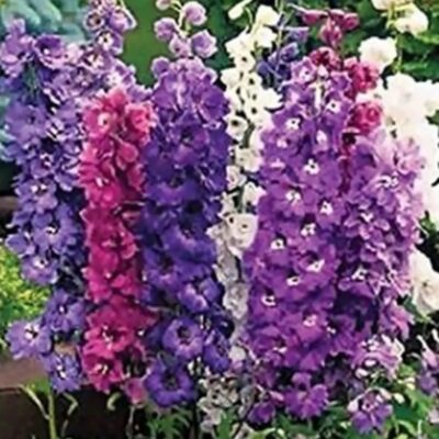 بذور مزيج من زهرة دلفينيوم