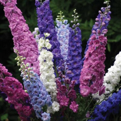 زهور دلفينيوم مزيج