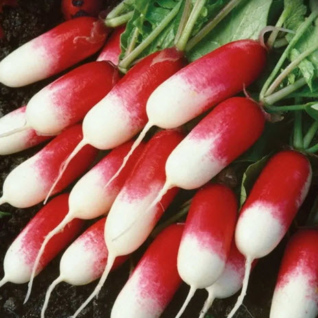 بذور فجل فرنسي