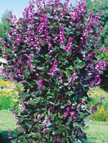 بذور زهرة لبلاب بنفسجي متسلق