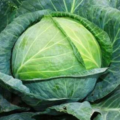 ملفوف المضاد F1