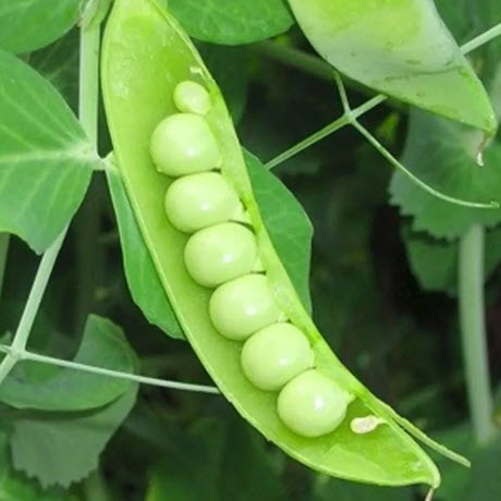 بذور البازلاء ألفا