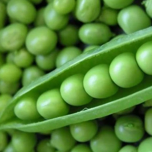 بذور البازلاء معجزة الخضار