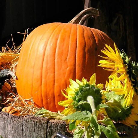 بذور يقطين جيليا