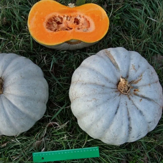 بذور اليقطين زهدانا