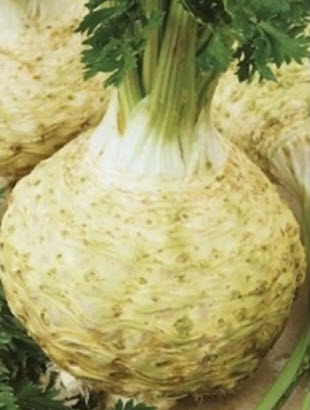 كرفس جذر التفاح