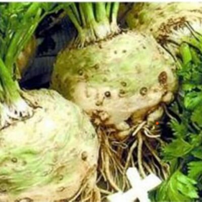 كرفس جذر إدوارد