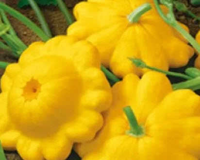 قرع البرتقال