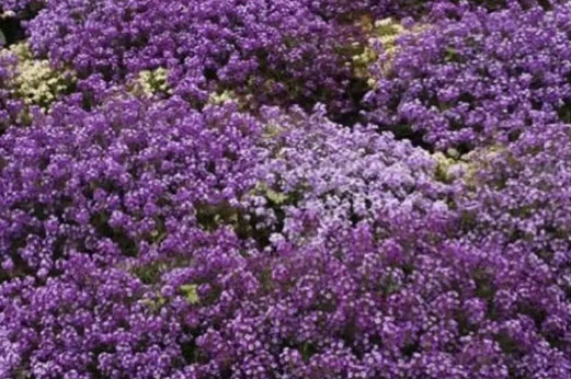 بذور زهرة اليسيوم