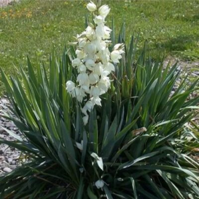 زهور يوكا فيلمينتوسا