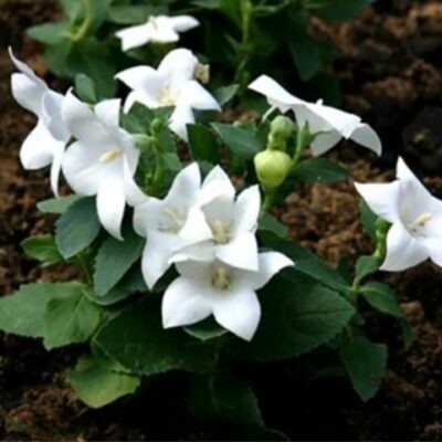 زهور البالون الابيض