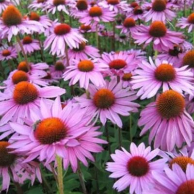 بذور زهرة القنفذية الأرجوانية