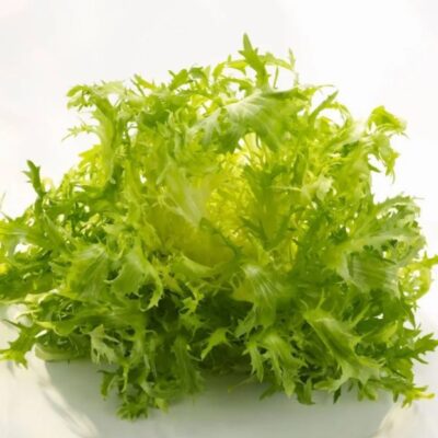 بذور الهندباء المجعدة الفريزي الخضراء