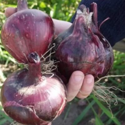 بذور بصل احمر