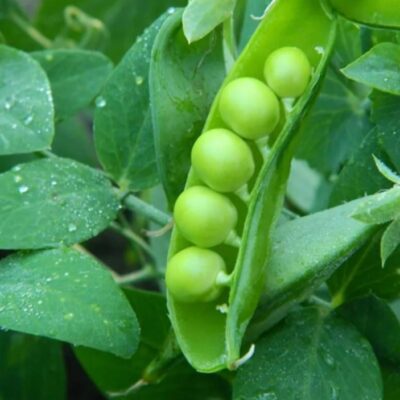 بذور البازلاء سويت بانش