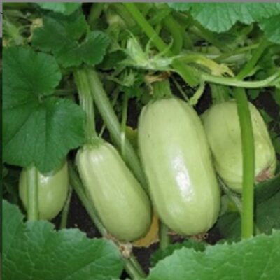 بذور كوسة غريبوفسكي