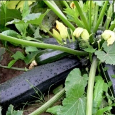 بذور كوسة سكفورشكا