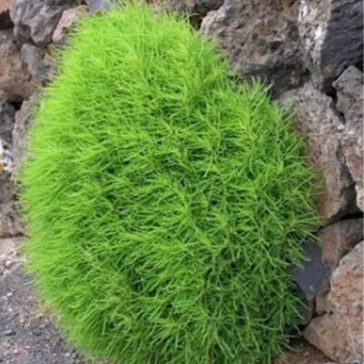 السرو الصيفي