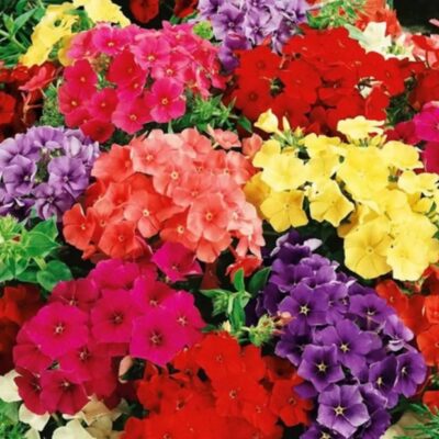 Phlox Dwarf Mix